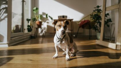 Reading your dog’s stress signals: a kind guide to calmer behavior and better training
