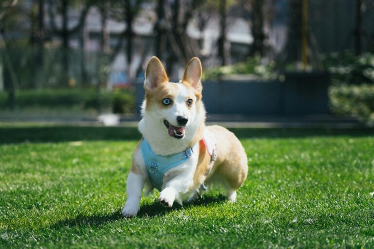 Happy dog running