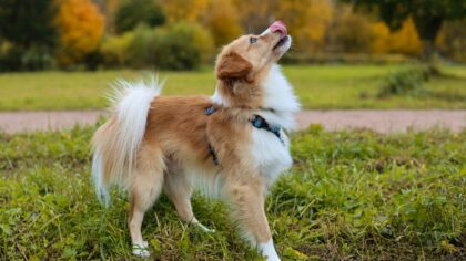 Recall games for dogs that make coming when called feel like the best choice