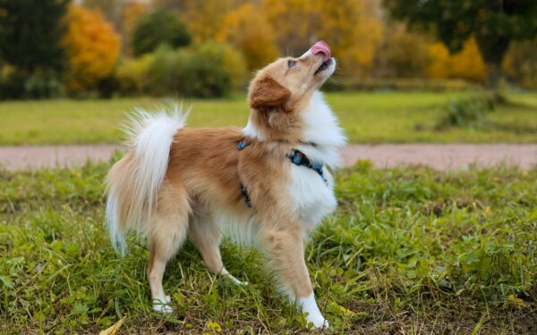 Recall games for dogs that make coming when called feel like the best choice