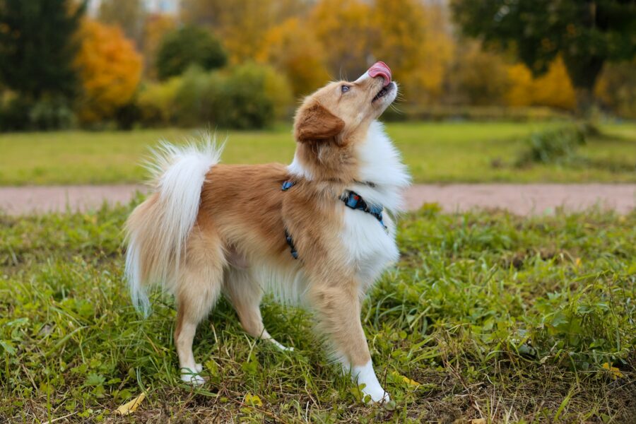 Happy dog running