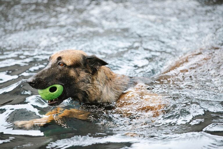 Dog swimming sea