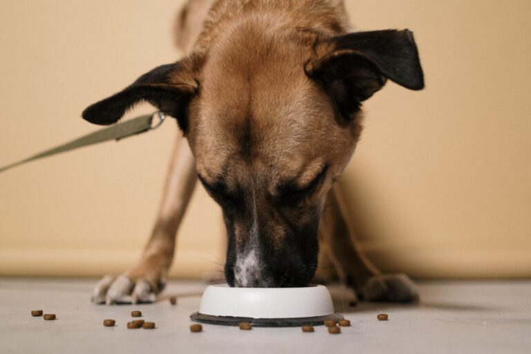 Dog eating kibble