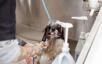 Safe and effective dog bathing at home for cleaner coats and calmer wash days