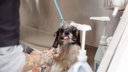 Safe and effective dog bathing at home for cleaner coats and calmer wash days