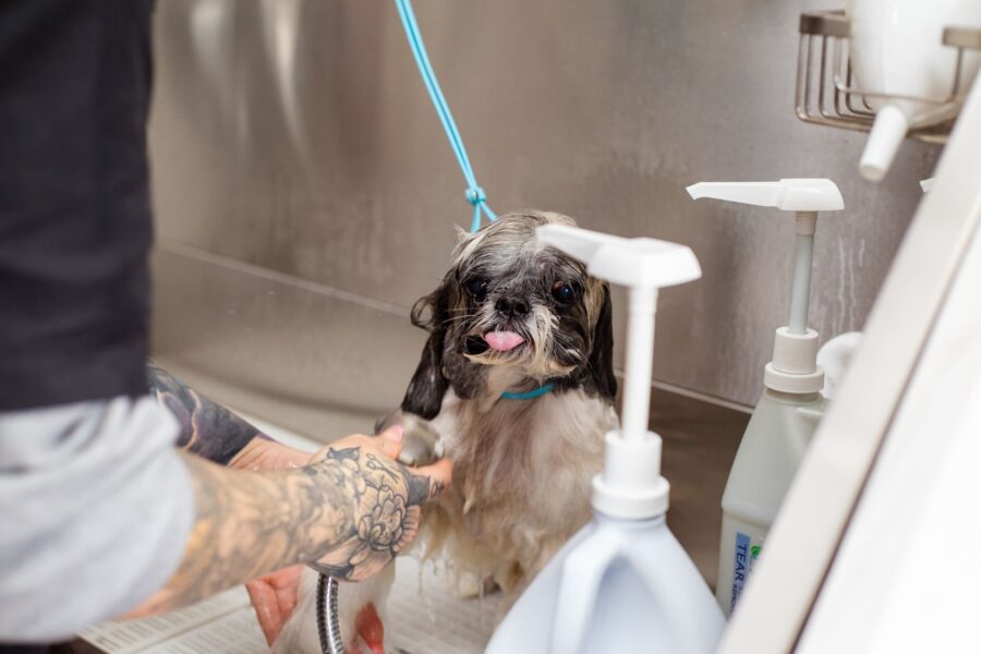 Dog bath tub