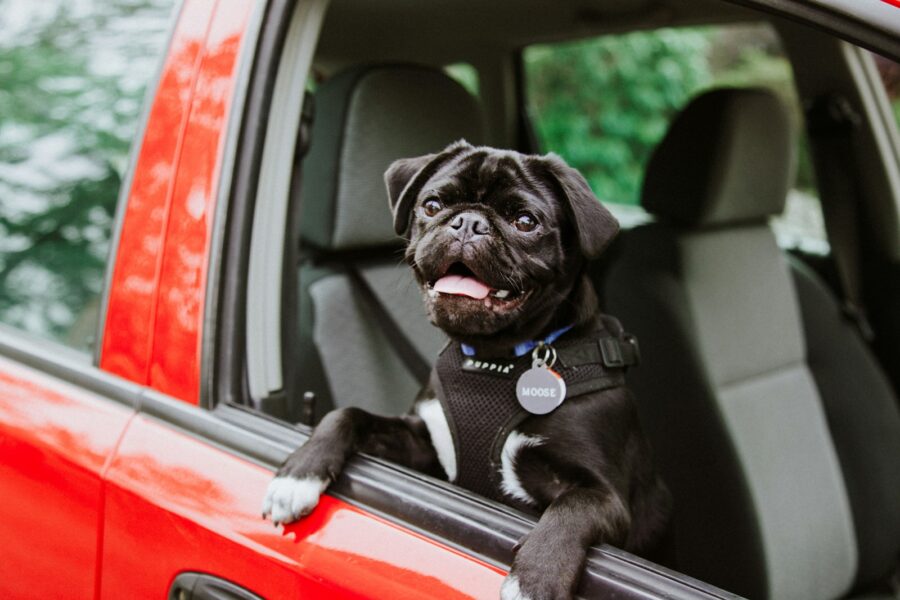 Dog car back