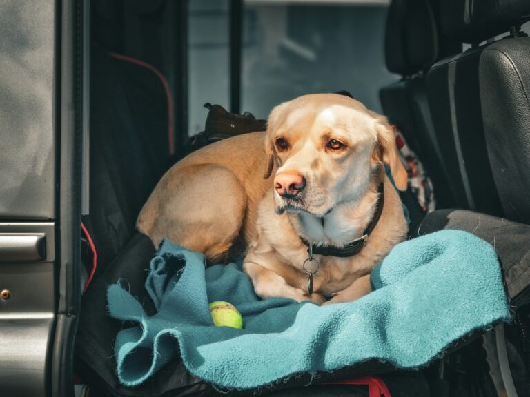 Dog car back