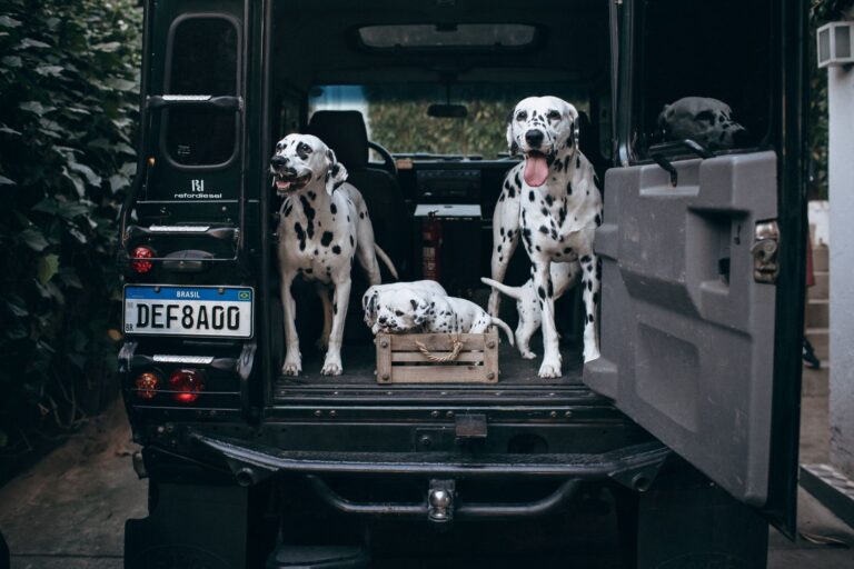 Happy dog car
