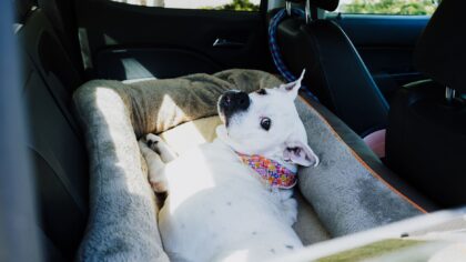Safe car travel with dogs: a simple guide for stress-free trips