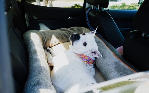 Safe car travel with dogs: a simple guide for stress-free trips