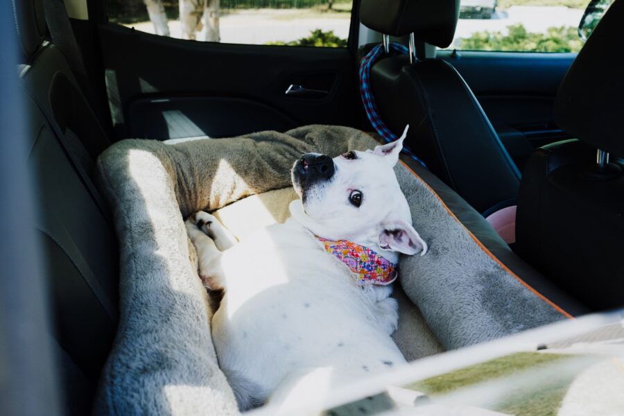 Happy dog car