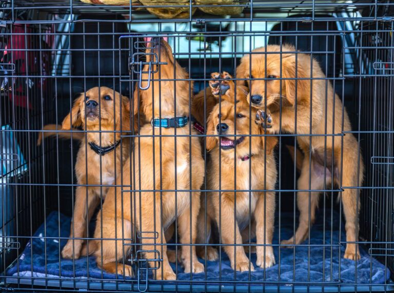 Dog crate car