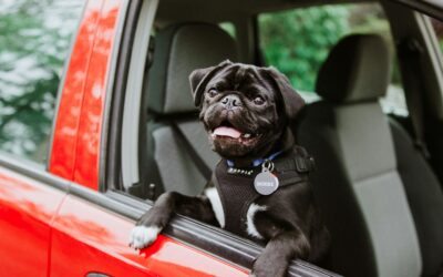 Safe car travel with dogs: a straightforward guide for stress-free trips