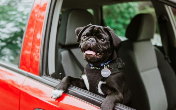 Safe car travel with dogs: a straightforward guide for stress-free trips
