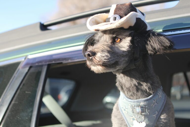 Dog car seat