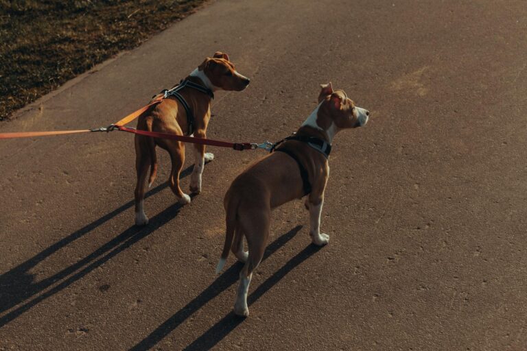 Dog leash walking
