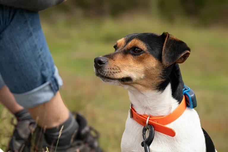 Close dog collar