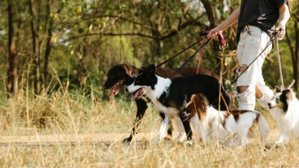 Safe dog collar and leash choices for everyday walks