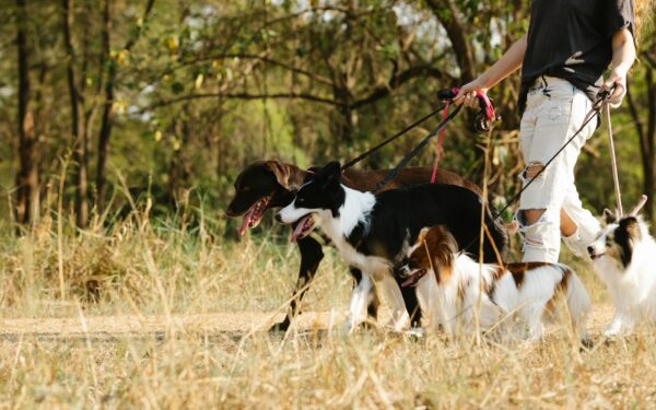 Safe dog collar and leash choices for everyday walks