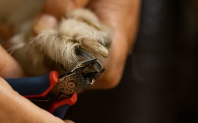 Safe dog nail trimming at home for beginners