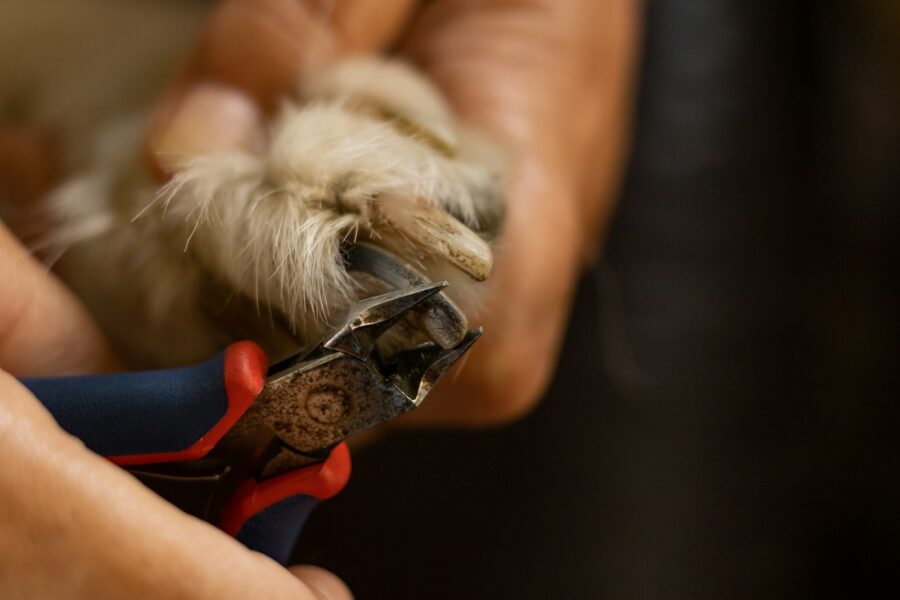 Dog nail trimming