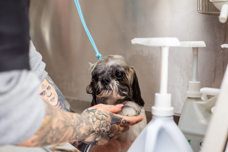 Dog bath tub