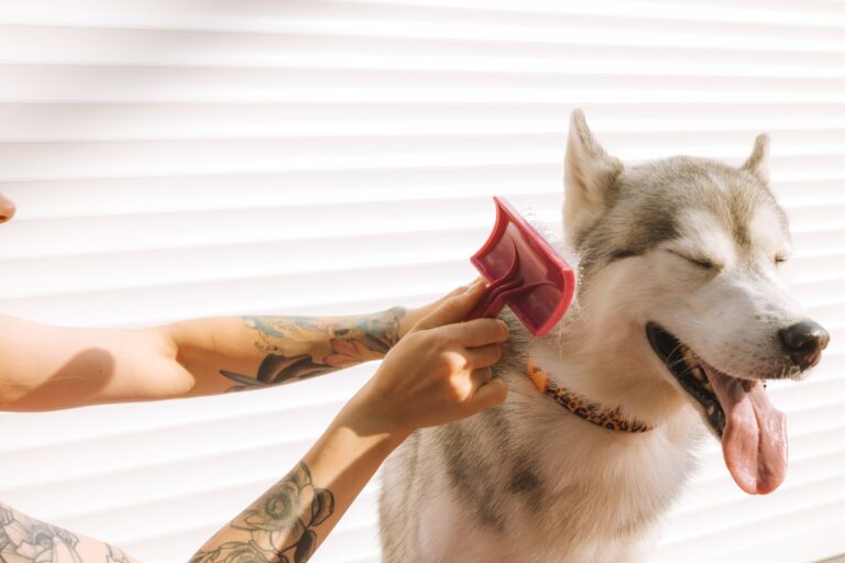Dog grooming brush