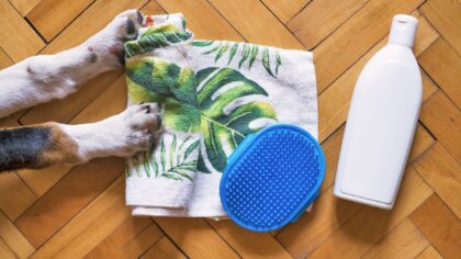 Safe home grooming for dogs and how to make it a positive experience
