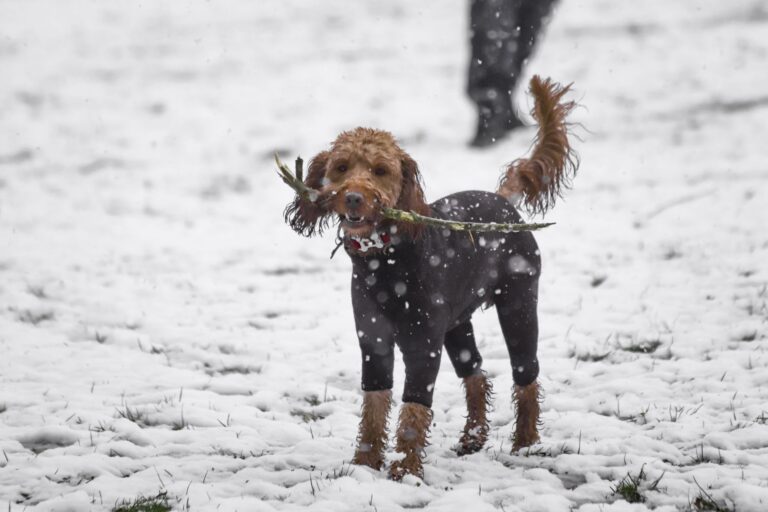Dog playing snow