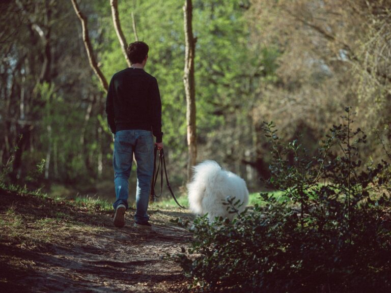 Dog walking trail
