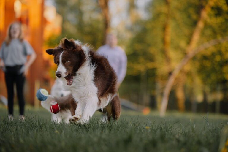 Dog child playing