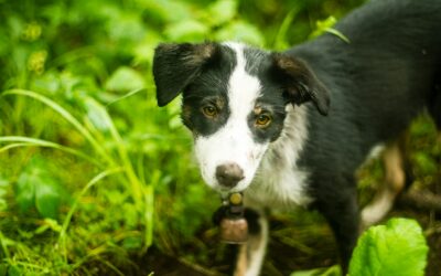 Safe play for dogs at home and outside: a practical guide to toys, games and boundaries