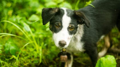 Safe play for dogs at home and outside: a practical guide to toys, games and boundaries