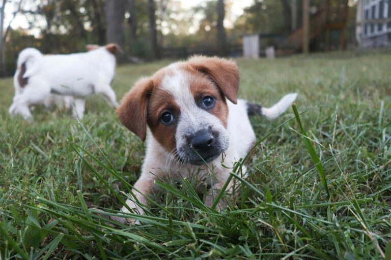 Dog playing tug
