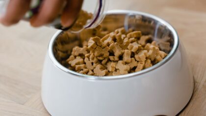 Safe snacking for dogs with sensitive stomachs: how to choose gentle treats