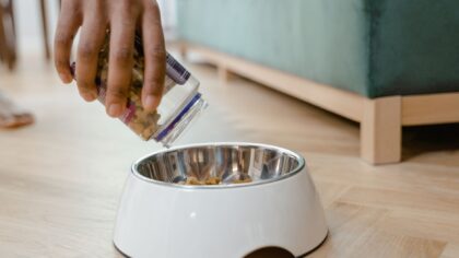 Safe water for dogs: practical hydration tips every pet parent should know