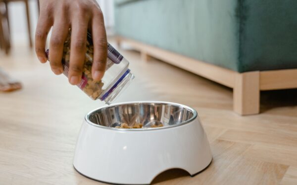 Safe water for dogs: practical hydration tips every pet parent should know