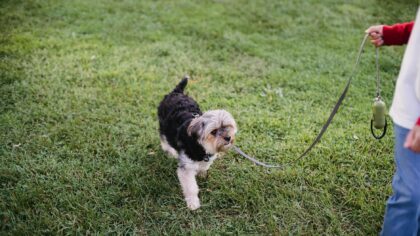 Safe weight loss for dogs through smarter feeding and daily habits