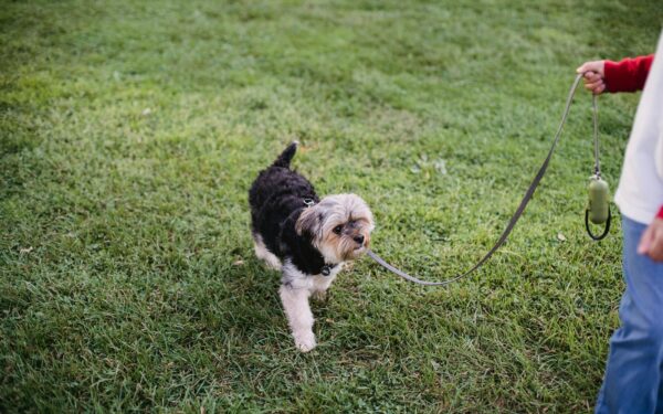 Safe weight loss for dogs through smarter feeding and daily habits