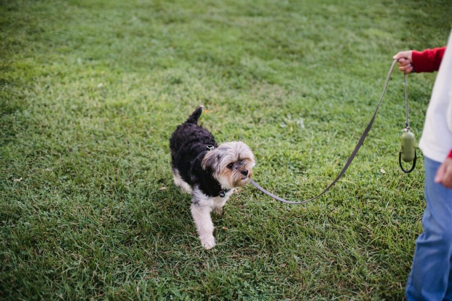 Overweight dog walking