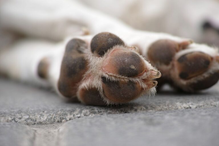 Dog paws close