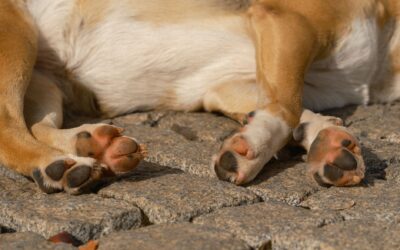 Seasonal paw care for dogs during walks on hot, cold and rough surfaces