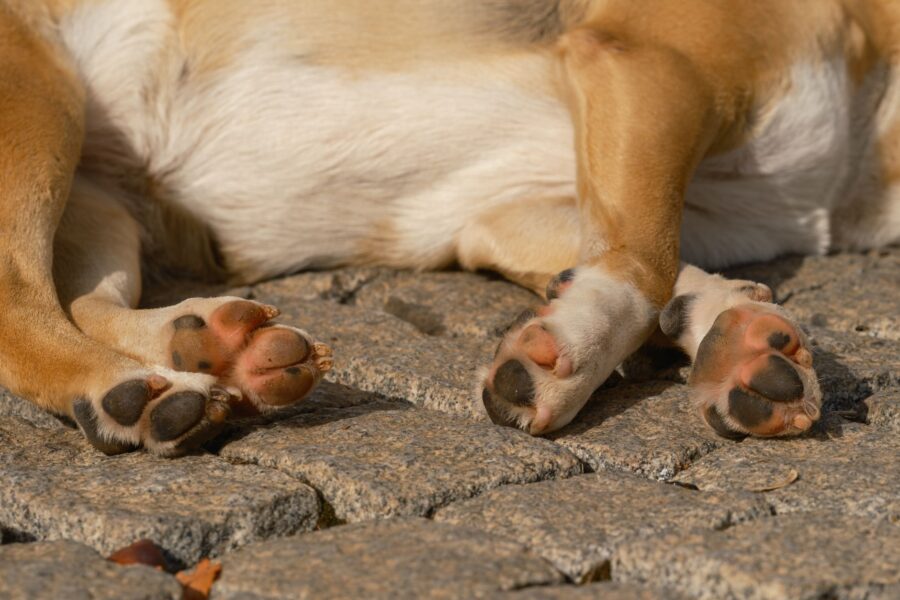 Dog paws close