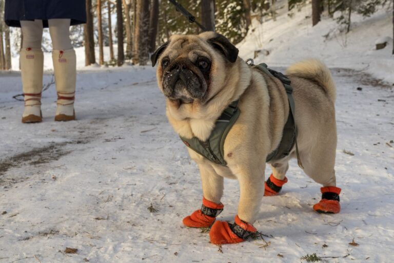 Dog walking snow