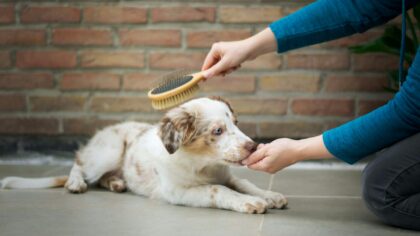 Seasonal shedding and coat care for dogs: a simple guide for less mess and healthier fur