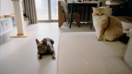 Sharing space with cats, rabbits or birds: how to help your dog live well with other pets