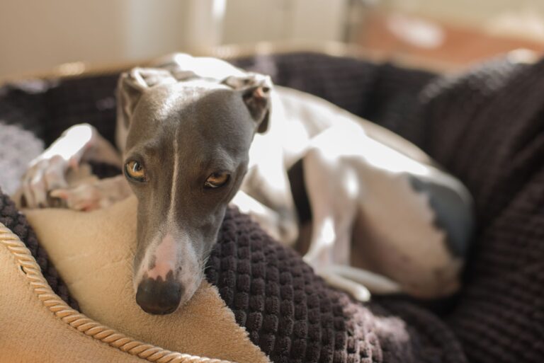 Greyhound lying dog