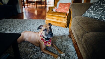 Short-haired dog breeds that suit relaxed, low-fuss households