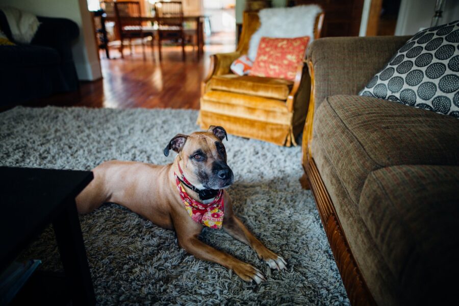 Short haired dog
